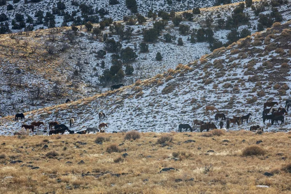 Csorda Vadlovak Télen Utah Államban — Stock Fotó