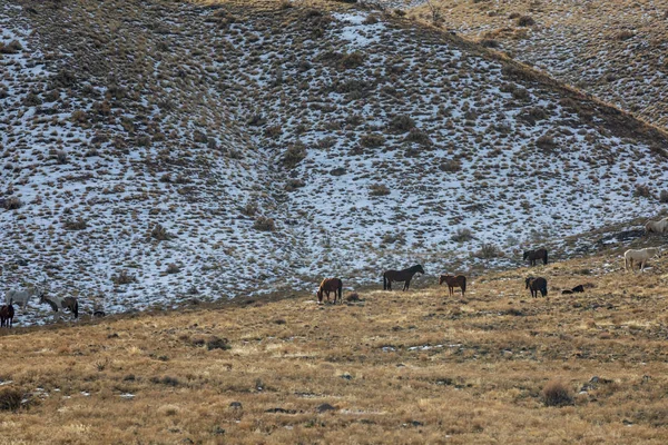 Eine Herde Wildpferde Winter Der Wüste Utah — Stockfoto