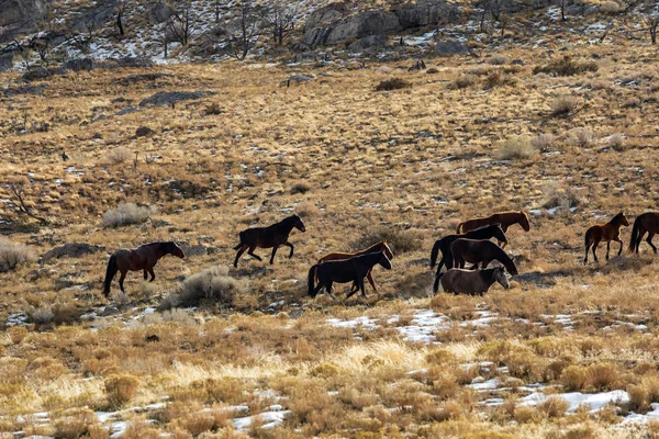 Ένα Κοπάδι Των Άγριων Αλόγων Στην Έρημο Της Γιούτα Χειμώνα — Φωτογραφία Αρχείου