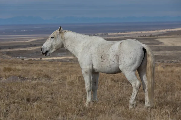 冬にユタ州の砂漠の壮大な野生の馬種牡馬 — ストック写真
