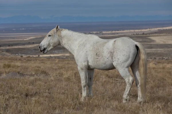 Majestuoso Caballo Salvaje Semental Desierto Utah Invierno —  Fotos de Stock