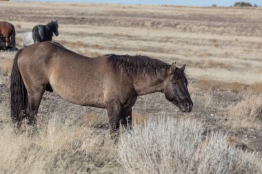 Kışın Utah çölde vahşi güzel bir at