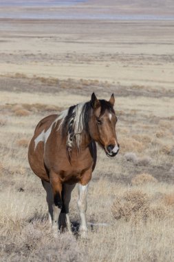 Kışın Utah çölde vahşi güzel bir at