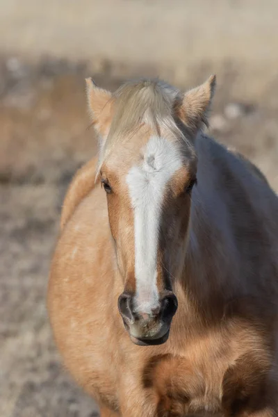 Beautiful Wild Horse Utah Desert Winter — Stock Photo, Image