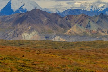 Denali Milli Parkı Alaska doğal sonbahar manzara