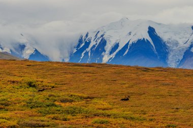 Denali Milli Parkı Alaska doğal sonbahar manzara
