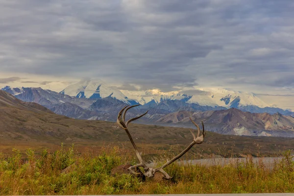 Paisagem Cênica Outono Denali National Park Alaska — Fotografia de Stock