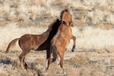 Vahşi atlar Utah çölde fikir tartışması bir çift