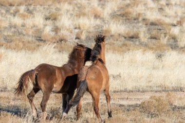Vahşi atlar Utah çölde fikir tartışması bir çift