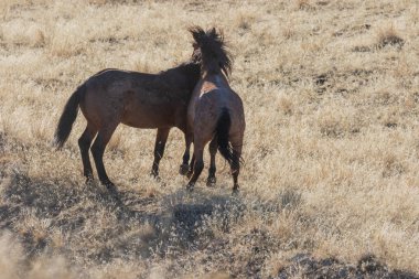 Vahşi atlar Utah çölde fikir tartışması bir çift