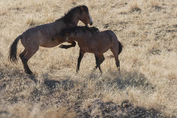 Ett Par Vilda Hästar Sparring Utah Öknen — Stockfoto