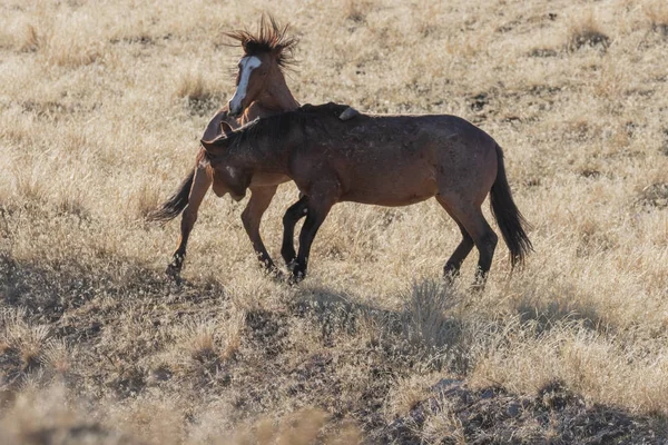 Par Cavalos Selvagens Lutando Deserto Utah — Fotografia de Stock