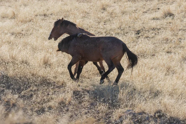 Une Paire Chevaux Sauvages Sparring Int Désert Utah — Photo