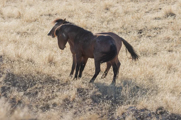 Pair Wild Horses Sparring Int Utah Desert — Stock Photo, Image