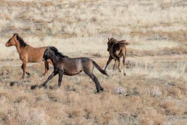 Kışın Utah çölde vahşi atlar