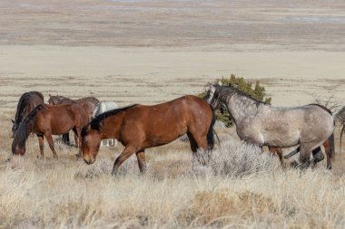 Kışın Utah çölde vahşi atlar