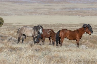 Kışın Utah çölde vahşi atlar
