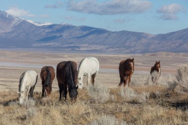 Kışın Utah çölde vahşi atlar
