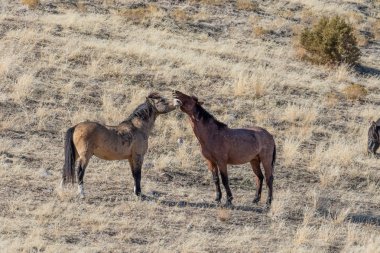 Kışın Utah çölde vahşi atlar