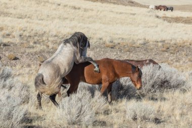 Kışın Utah çölde güzel vahşi atlar
