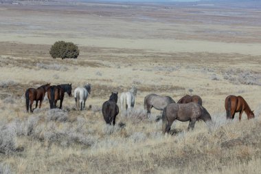 Kışın Utah çölde güzel vahşi atlar