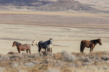 Kışın Utah çölde güzel vahşi atlar