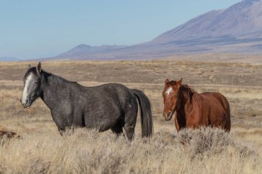 Kışın Utah çölde güzel vahşi atlar