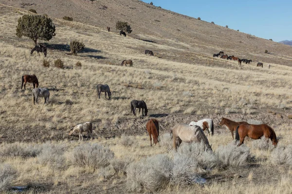 Beautiful Wild Horses Utah Desert Winter — Stock Photo, Image