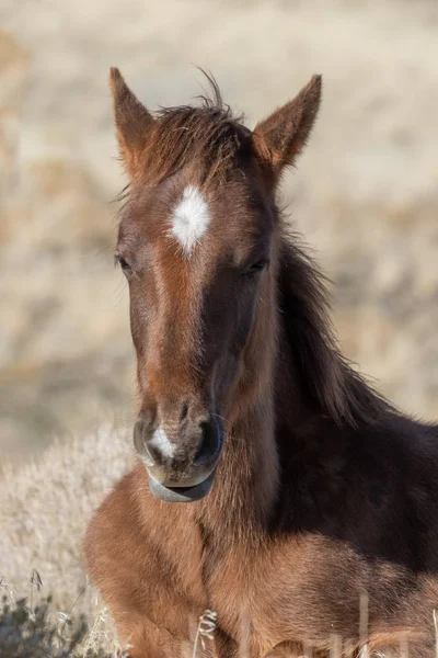 Een Schattig Wild Paard Veulen Woestijn Van Utah Winter — Stockfoto