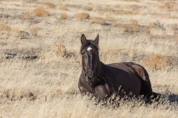 Lindo Potro Caballo Salvaje Desierto Utah Invierno — Foto de Stock