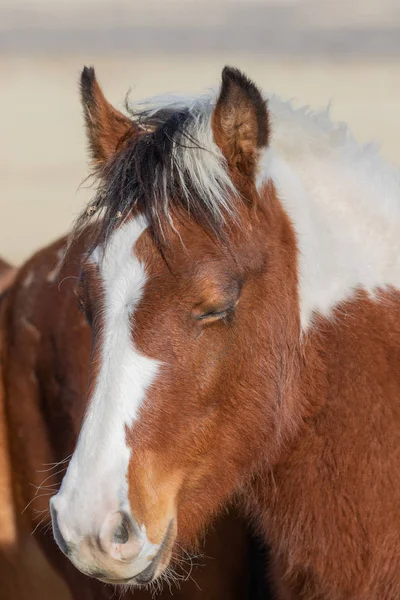 Potro Cavalo Selvagem Bonito Deserto Utah Inverno — Fotografia de Stock