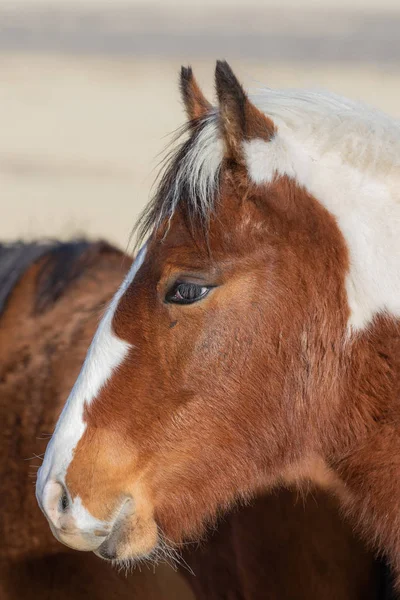 Potro Cavalo Selvagem Bonito Deserto Utah Inverno — Fotografia de Stock