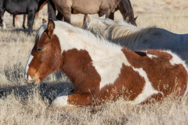 Źrebię Ładna Dziki Koń Pustyni Utah Zimie — Zdjęcie stockowe
