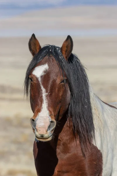 Piękny Koń Dziki Pustyni Utah Zimie — Zdjęcie stockowe