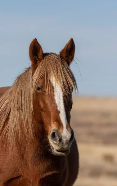 Beautiful Wild Horse Utah Desert Winter — Stock Photo, Image