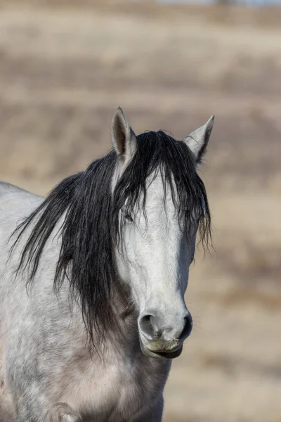 Beautiful Wild Horse Utah Desert Winter — Stock Photo, Image