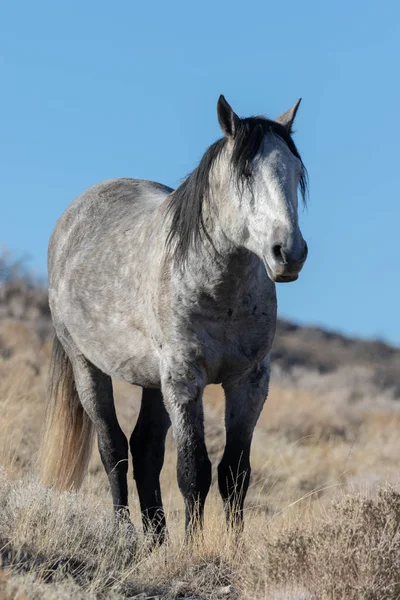 Een Mooi Wild Paard Woestijn Van Utah Winter — Stockfoto