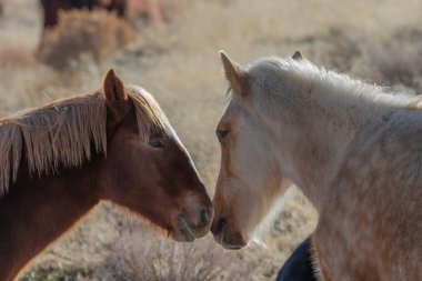 Utah Çölü'nde kışın Vahşi atlar bir çift