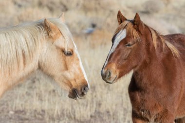 Utah Çölü'nde kışın Vahşi atlar bir çift