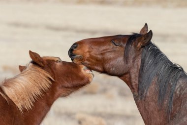Utah Çölü'nde kışın Vahşi atlar bir çift