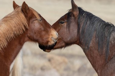 Utah Çölü'nde kışın Vahşi atlar bir çift