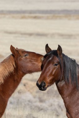 Utah Çölü'nde kışın Vahşi atlar bir çift