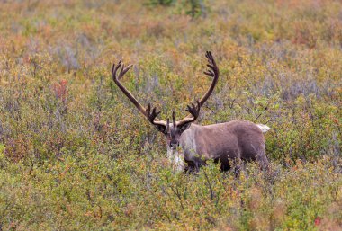 çorak yere karibu kadife Alaska'da erken Güz