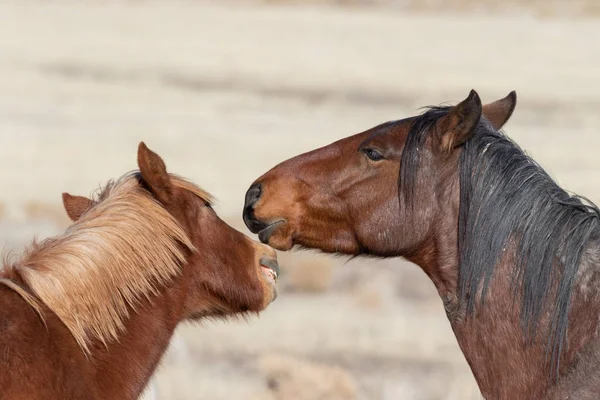 Pair Wild Horses Winter Utah Desert — Stock Photo, Image