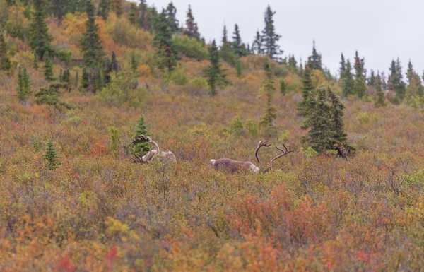 Tierra Árida Caribú Terciopelo Principios Otoño Alaska — Foto de Stock