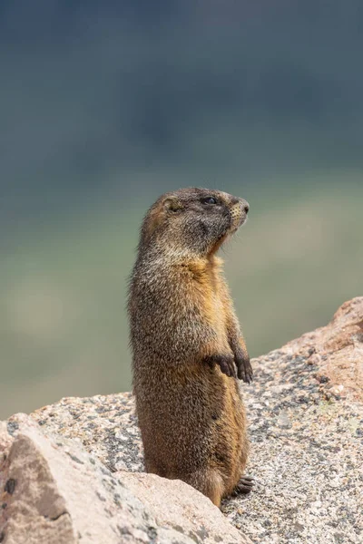 Uma Marmota Bonito Colorado Alta Alpina — Fotografia de Stock