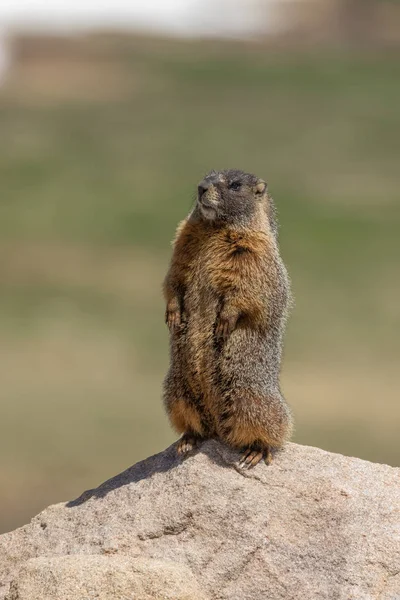 Une Jolie Marmotte Dans Haute Montagne Colorado — Photo