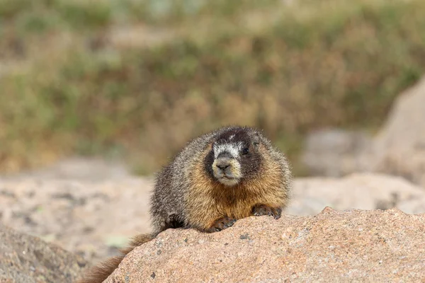 Uma Marmota Bonito Colorado Alta Alpina — Fotografia de Stock