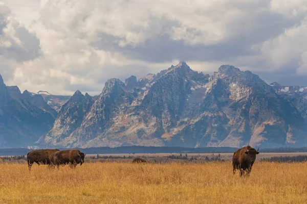 Bison Fall Grand Teton National Park Wyoming — Stock Photo, Image