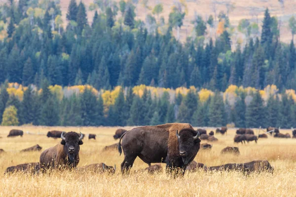 Bisonte Otoño Parque Nacional Grand Teton Wyoming — Foto de Stock